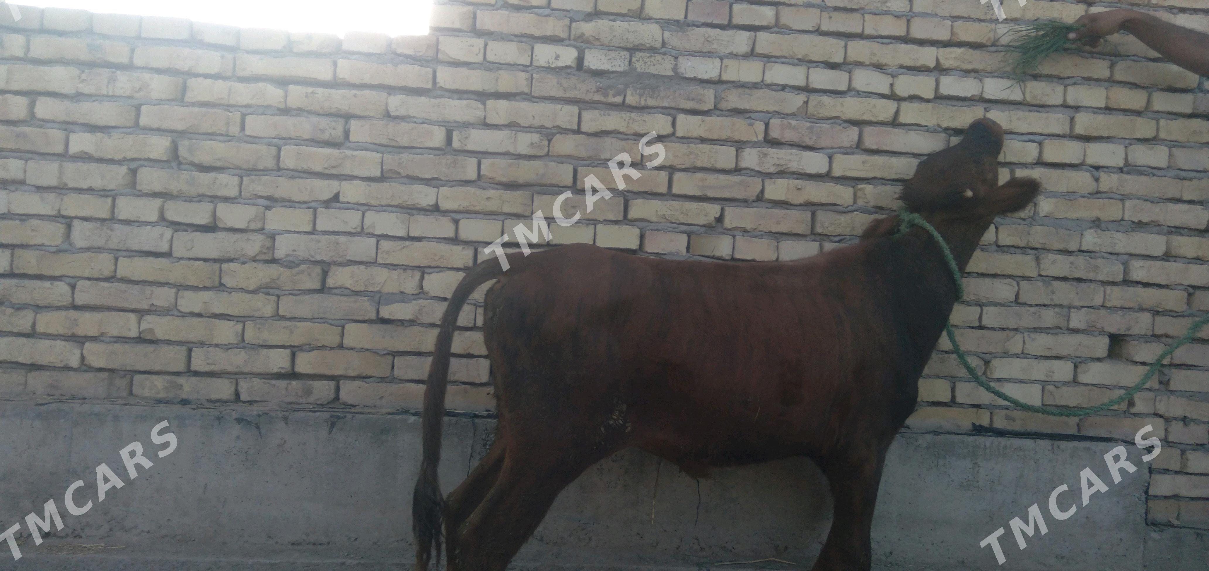 okuzce - Türkmenabat - img 2