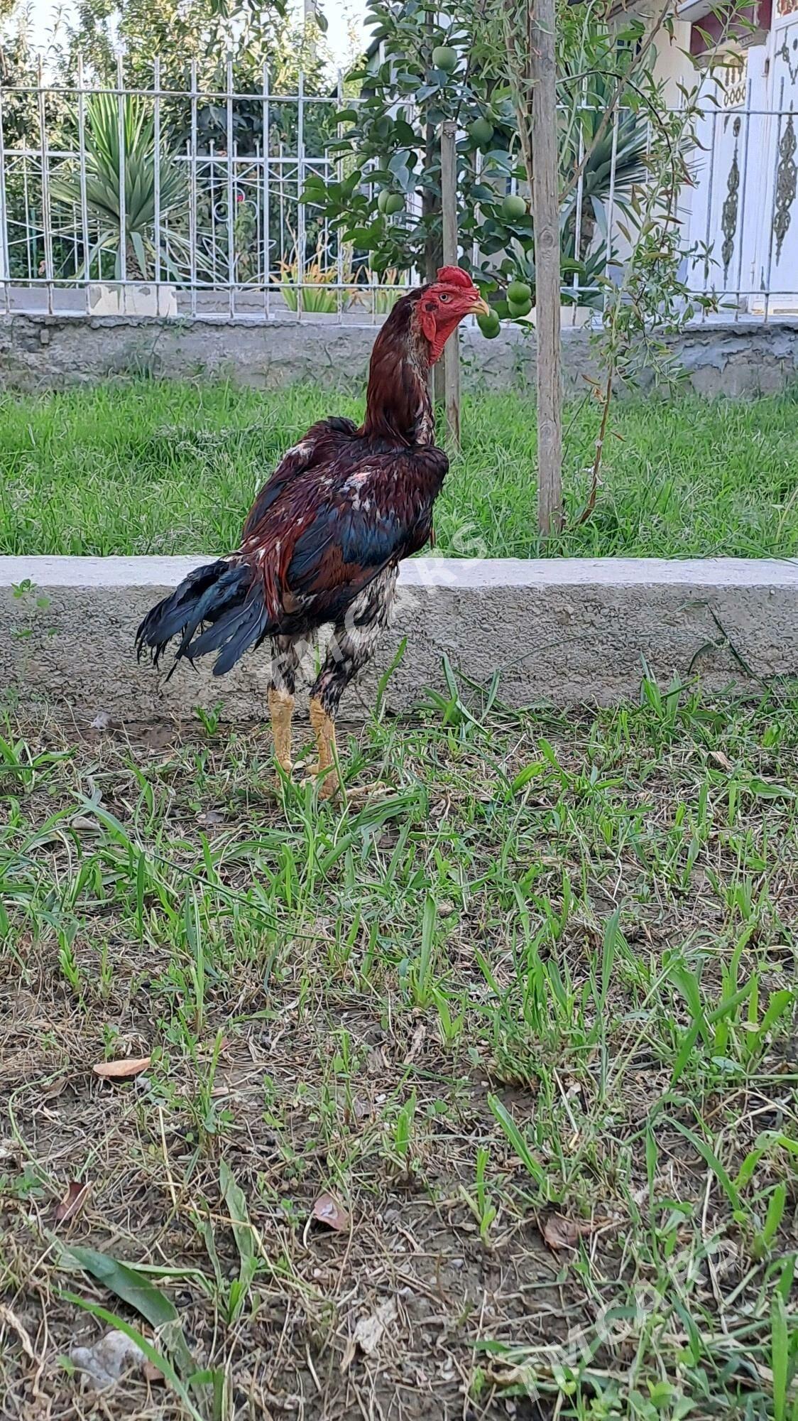 Taşkent horoz - Büzmeýin - img 3