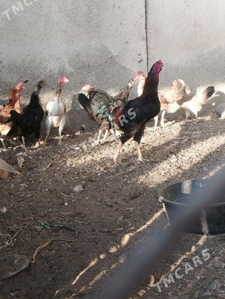 Iynduk  erkek urkacy - Ýaşlyk - img 2