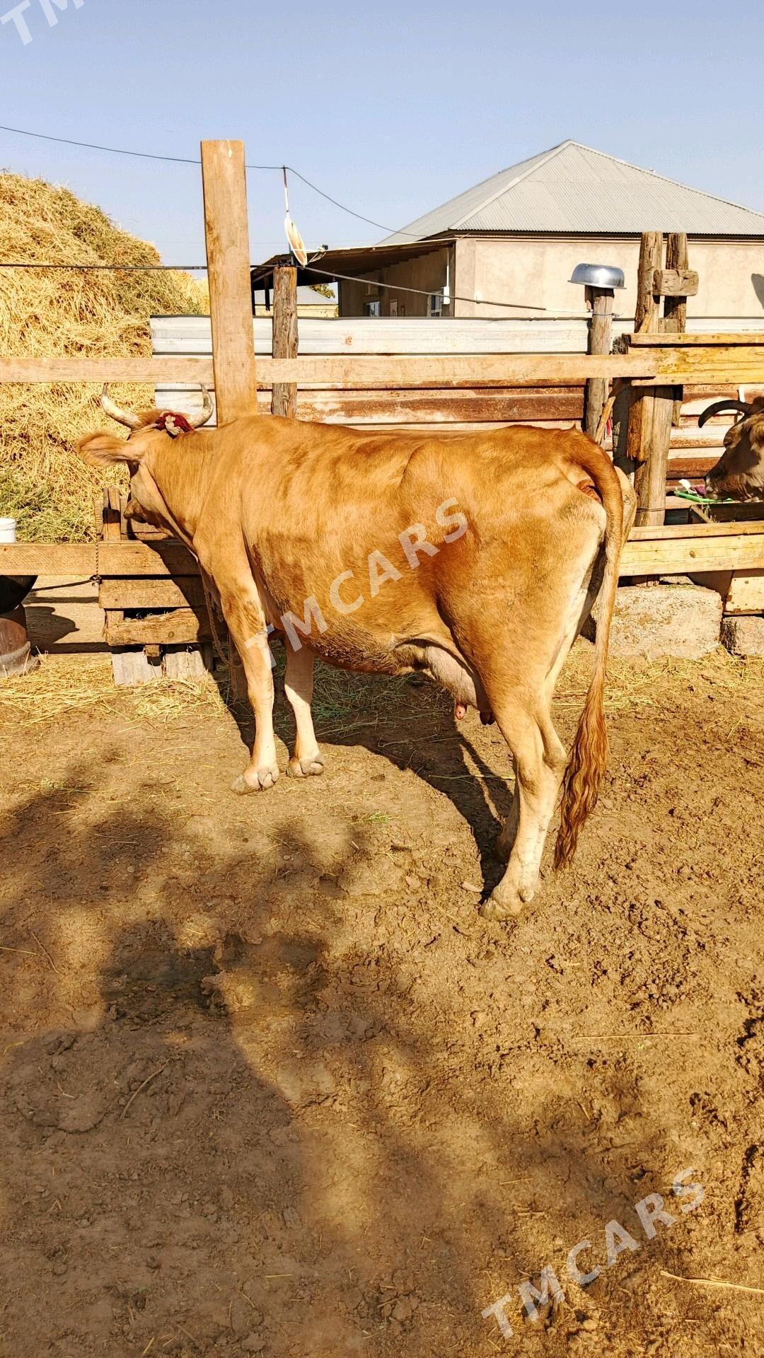 Sygyr - Gökdepe - img 3