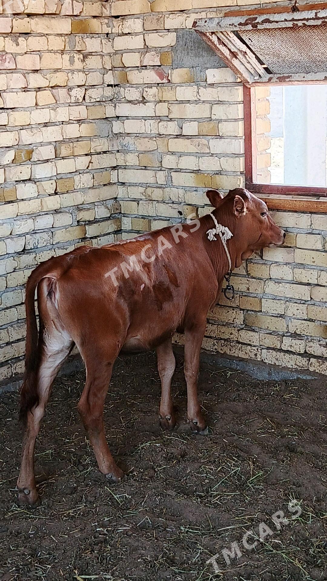 Sygyr - Gökdepe - img 2