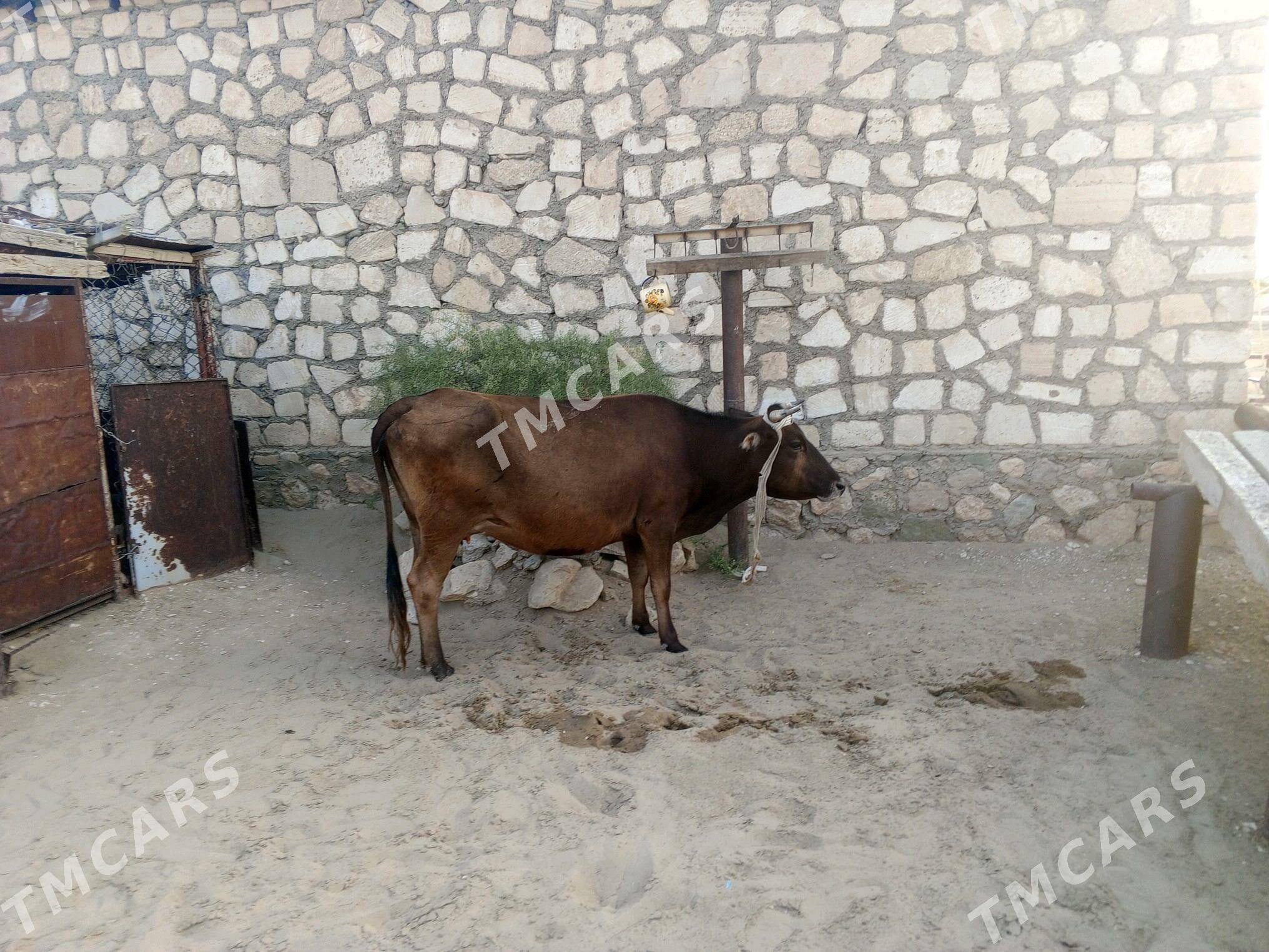 sygyr - Bereket - img 4