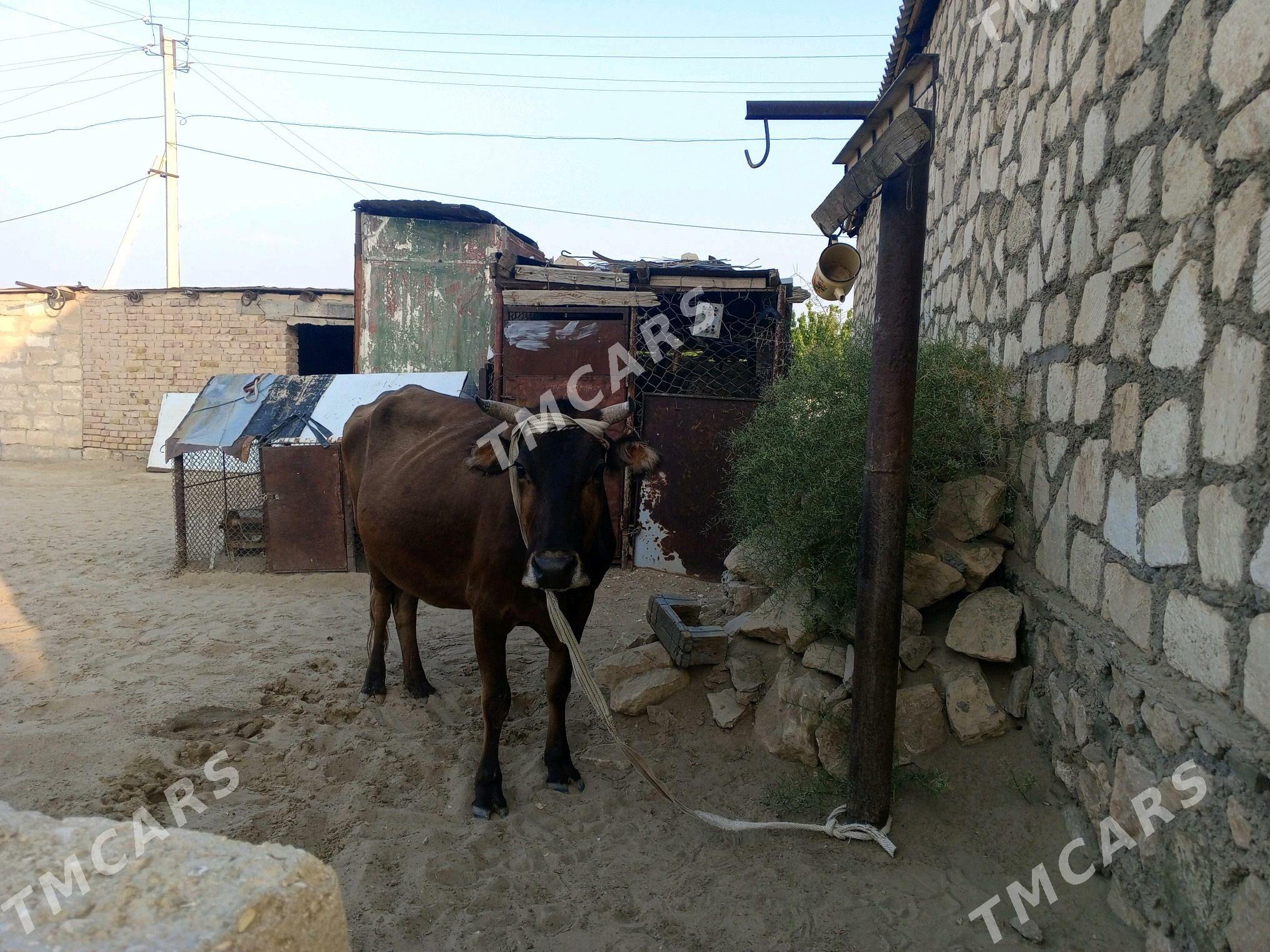 sygyr - Bereket - img 5
