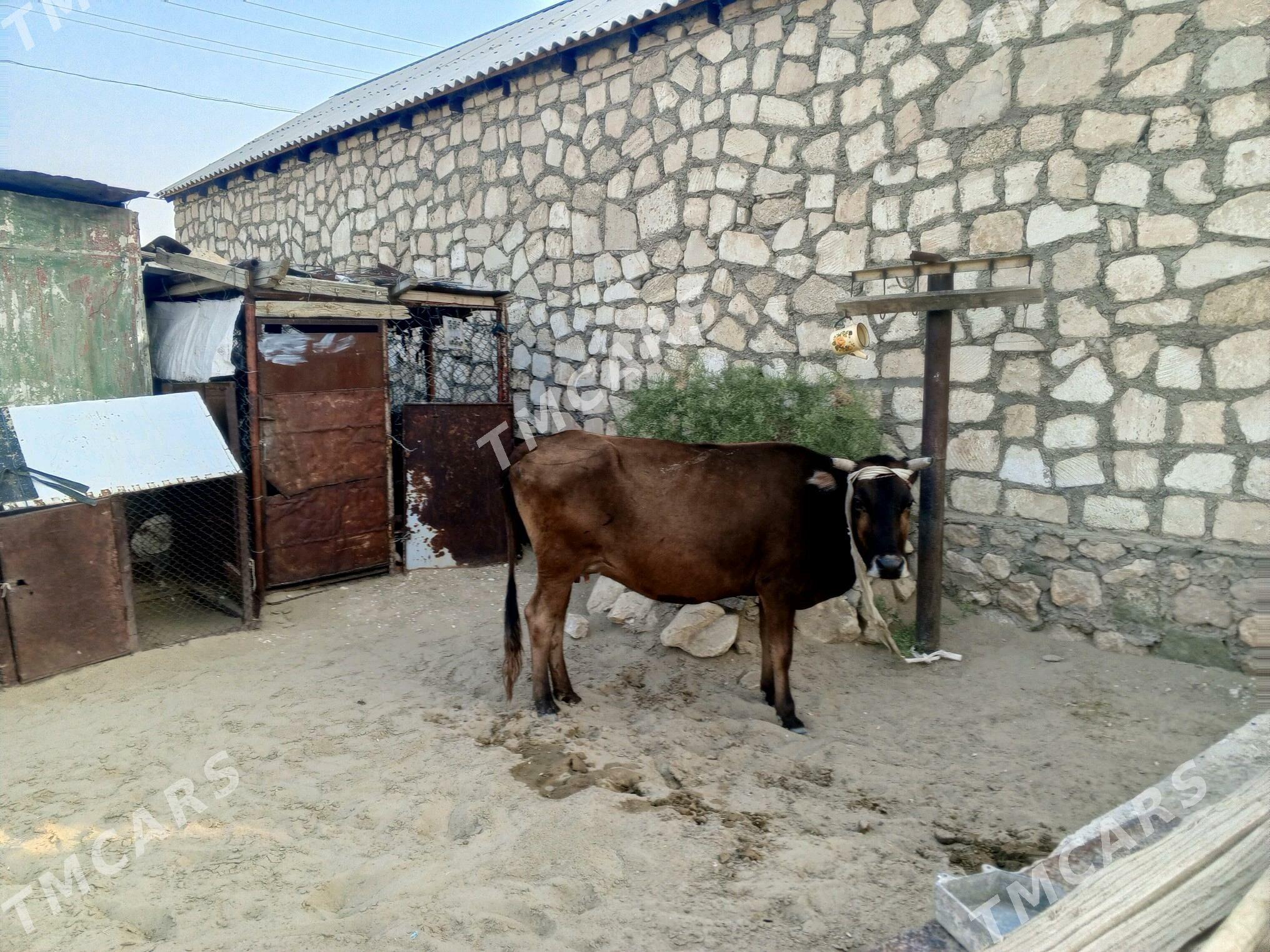 sygyr - Bereket - img 3