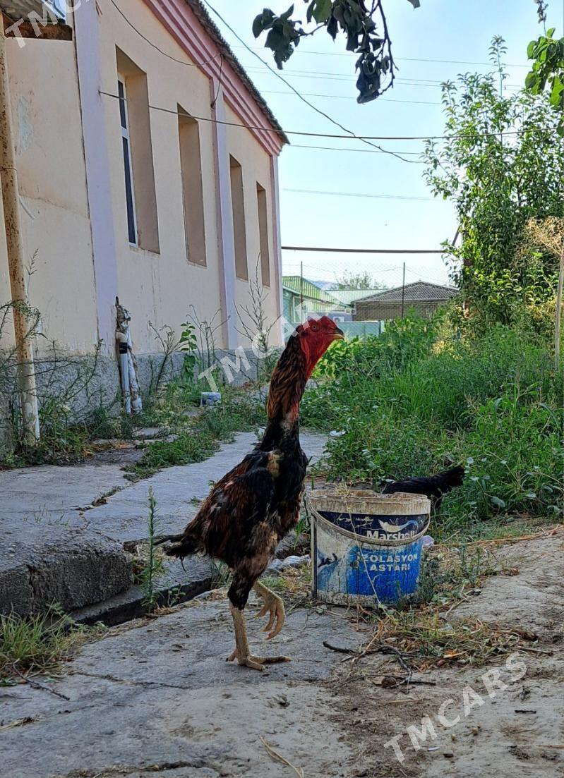 Taşgent horaz - Bagyr - img 2