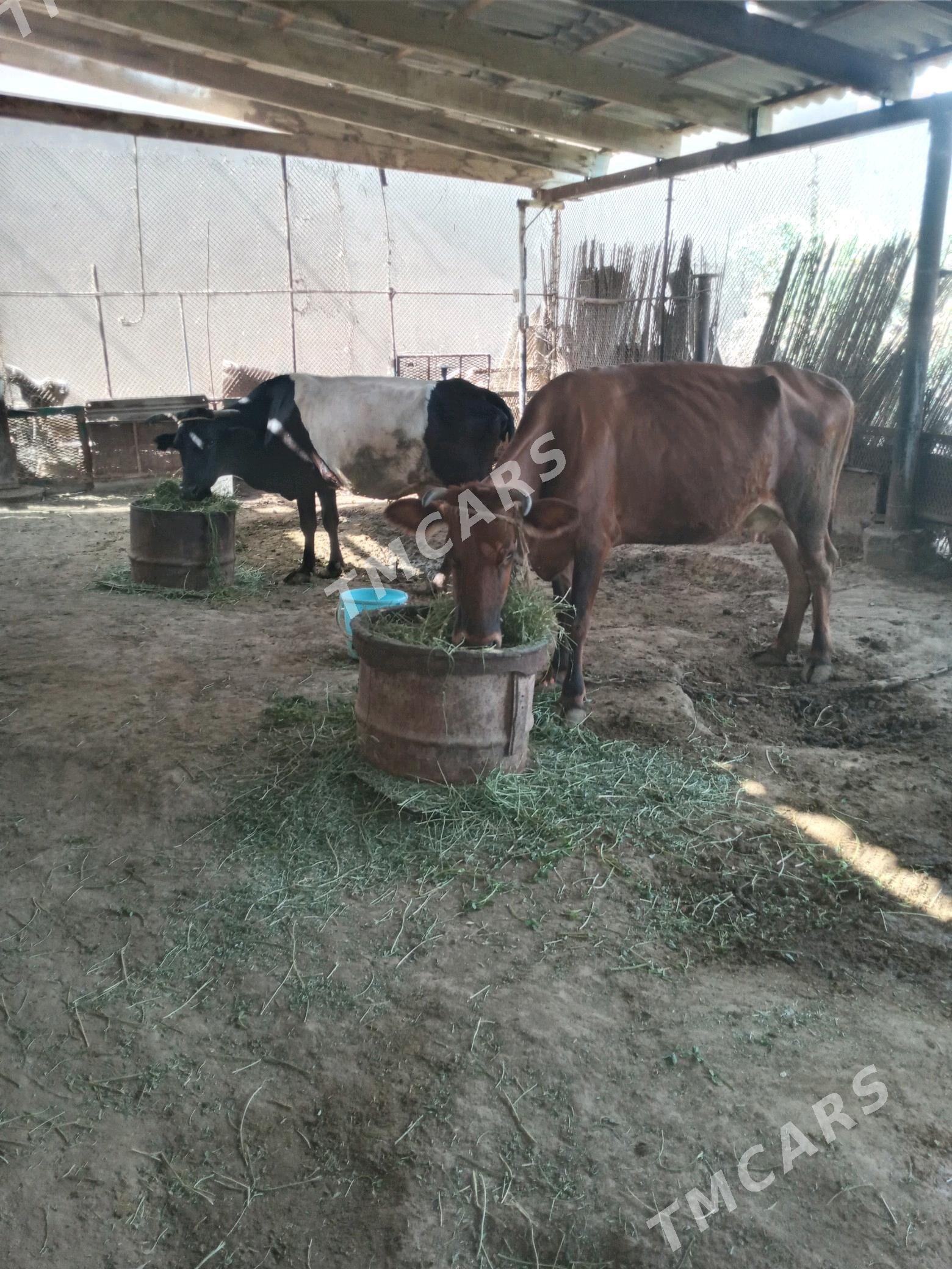 Goleli sygyrlar 4 baş - Мары - img 6