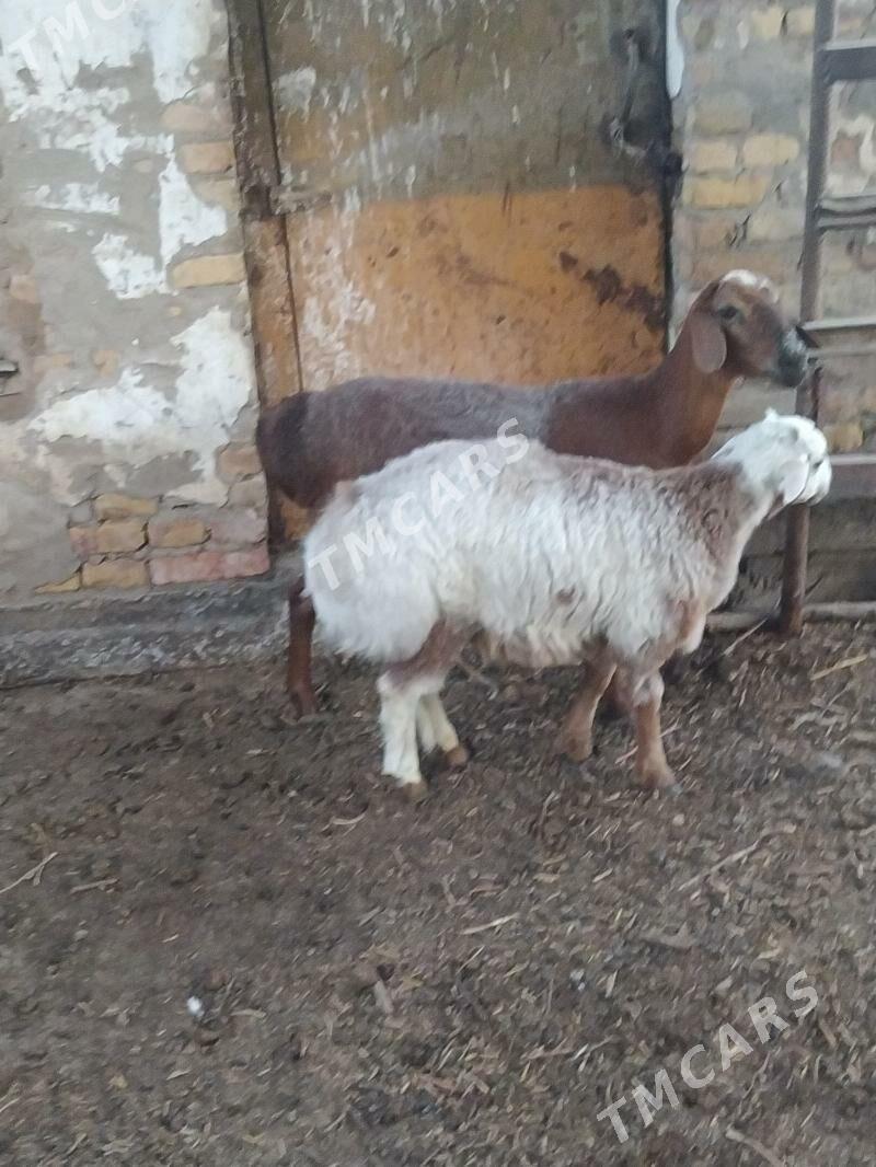 kuzuly koýyn - Çärjew - img 2