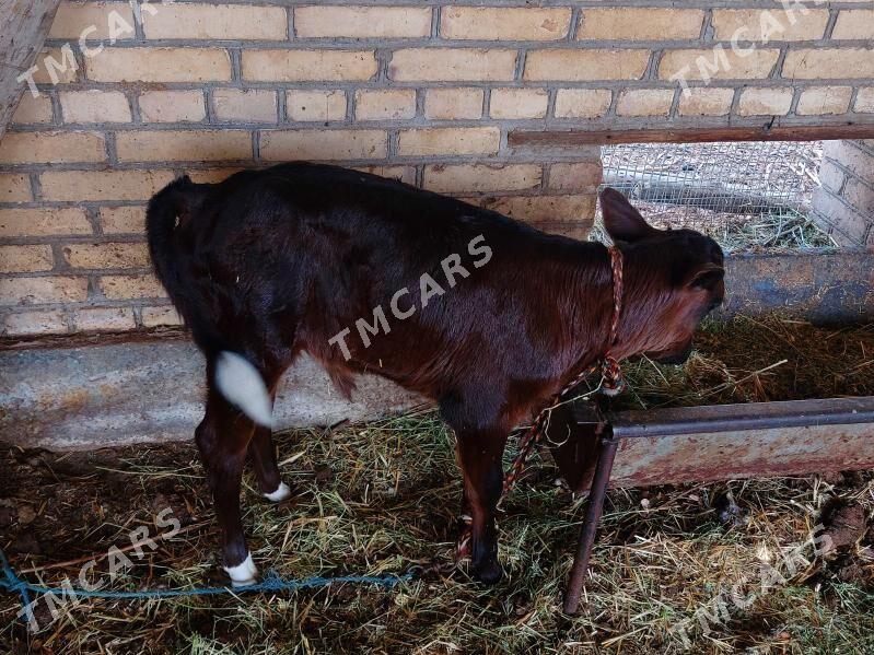 saglyk sygyr - Çärjew - img 3