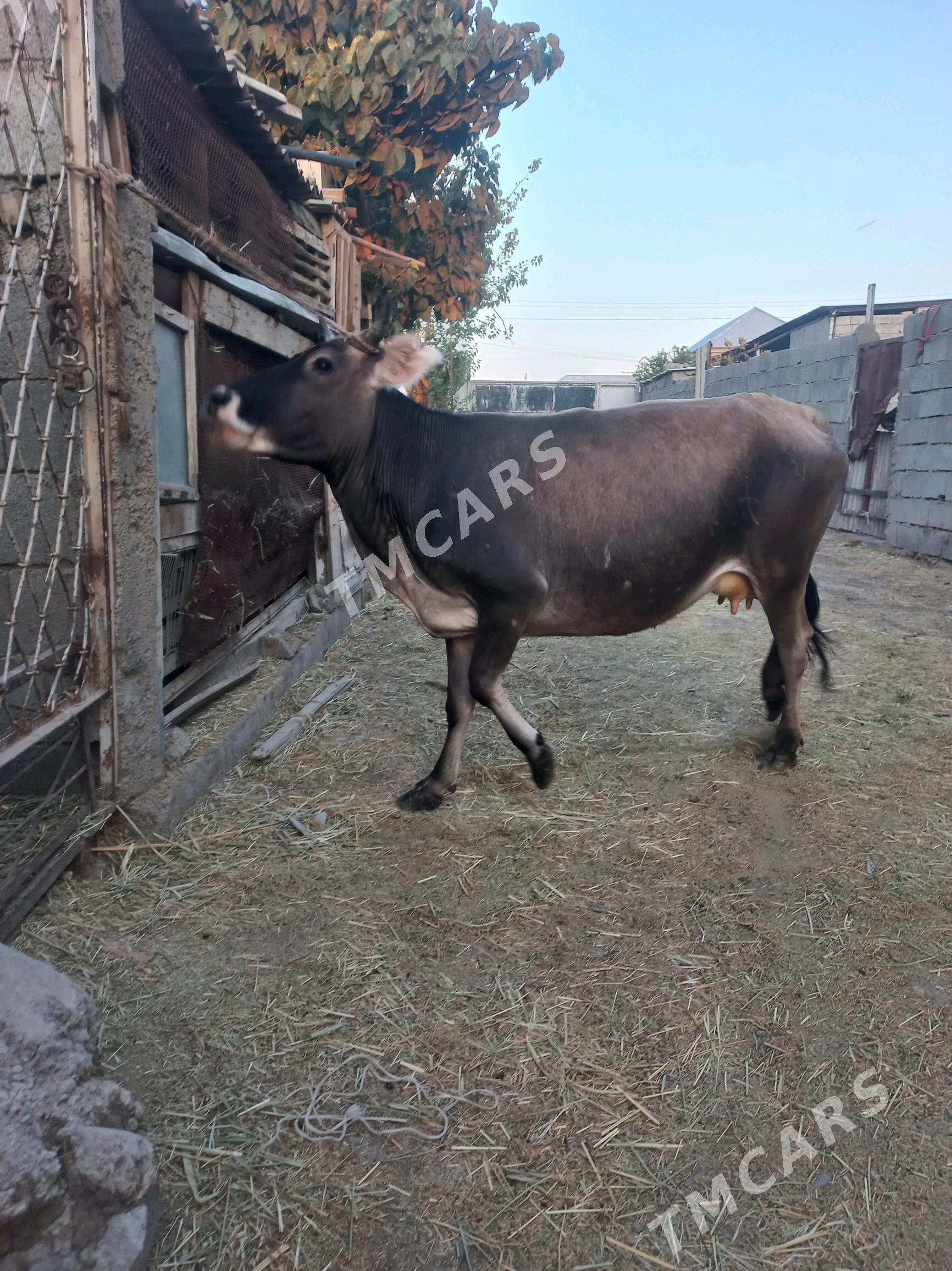 sigir - Бахарден - img 2
