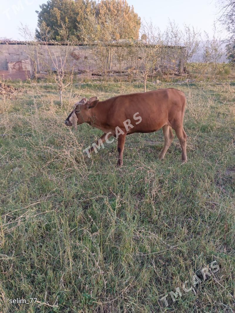 göle tüwe - Gökje - img 3