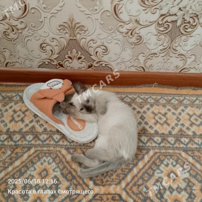 сиамский - Mary - img 3