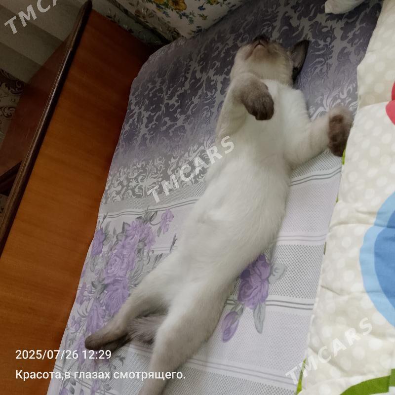 сиамский - Mary - img 2