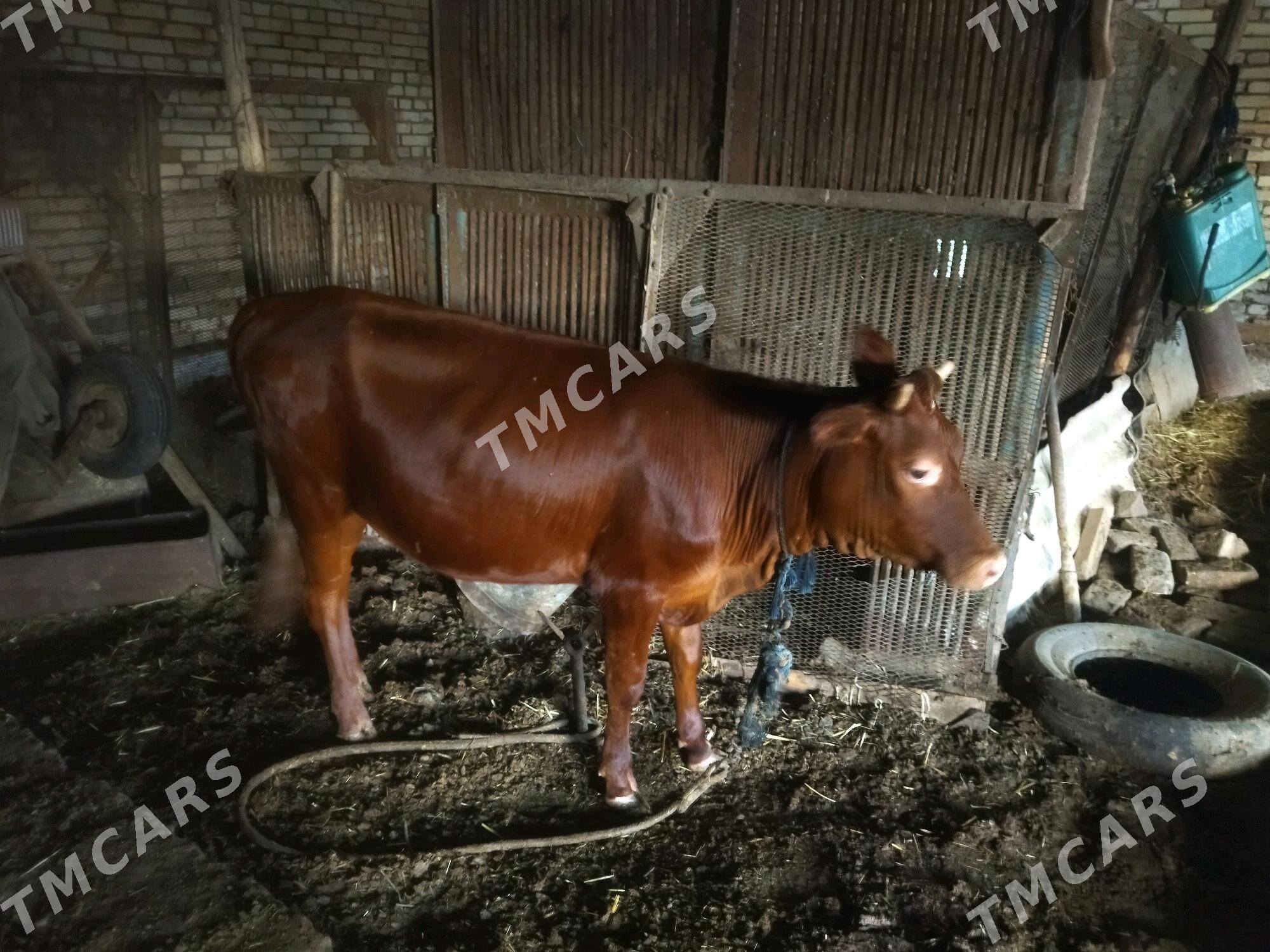 bakylan gulajyn - Mary - img 2