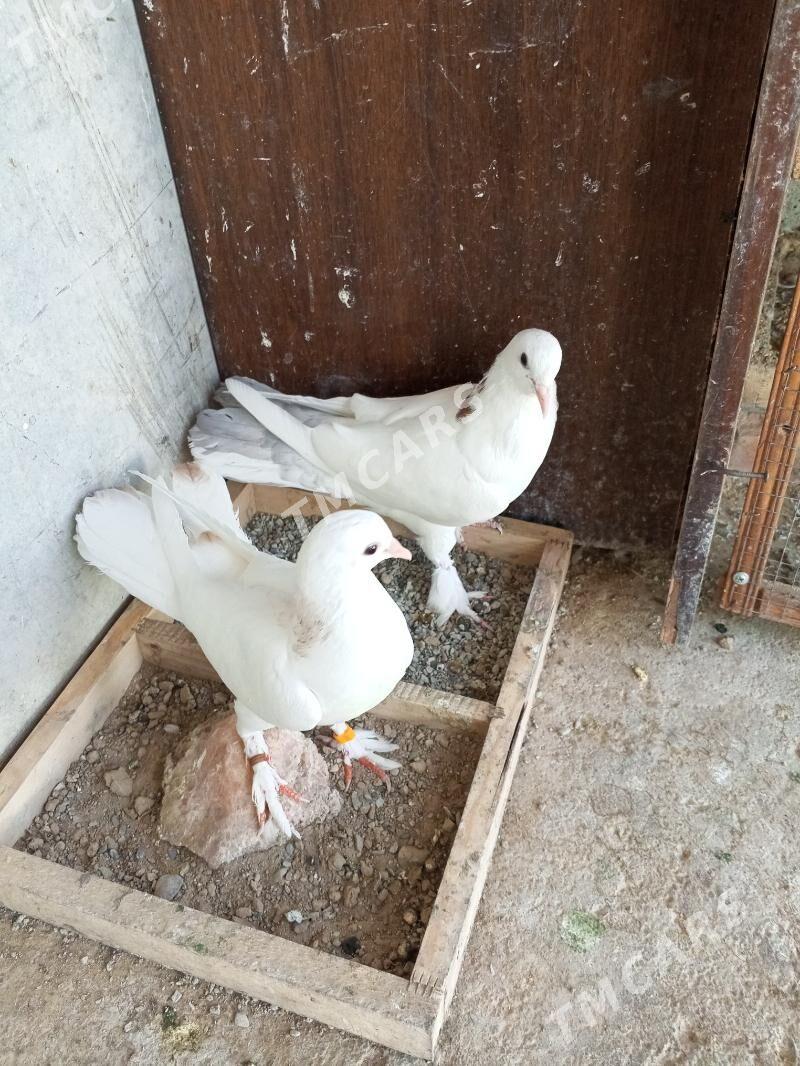 kepderi - Parahat 2 - img 3
