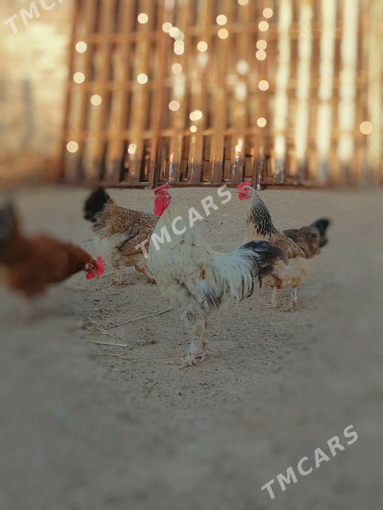 Horaz Петух - Türkmenbaşy - img 1