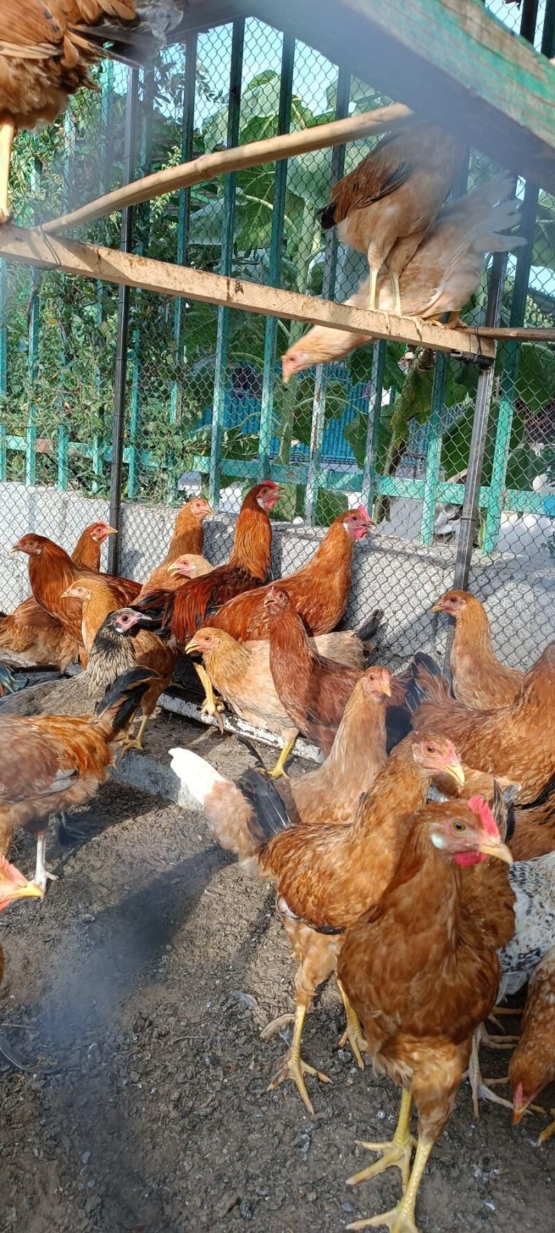 Türkmen mesni horaz - Тязе заман - img 4