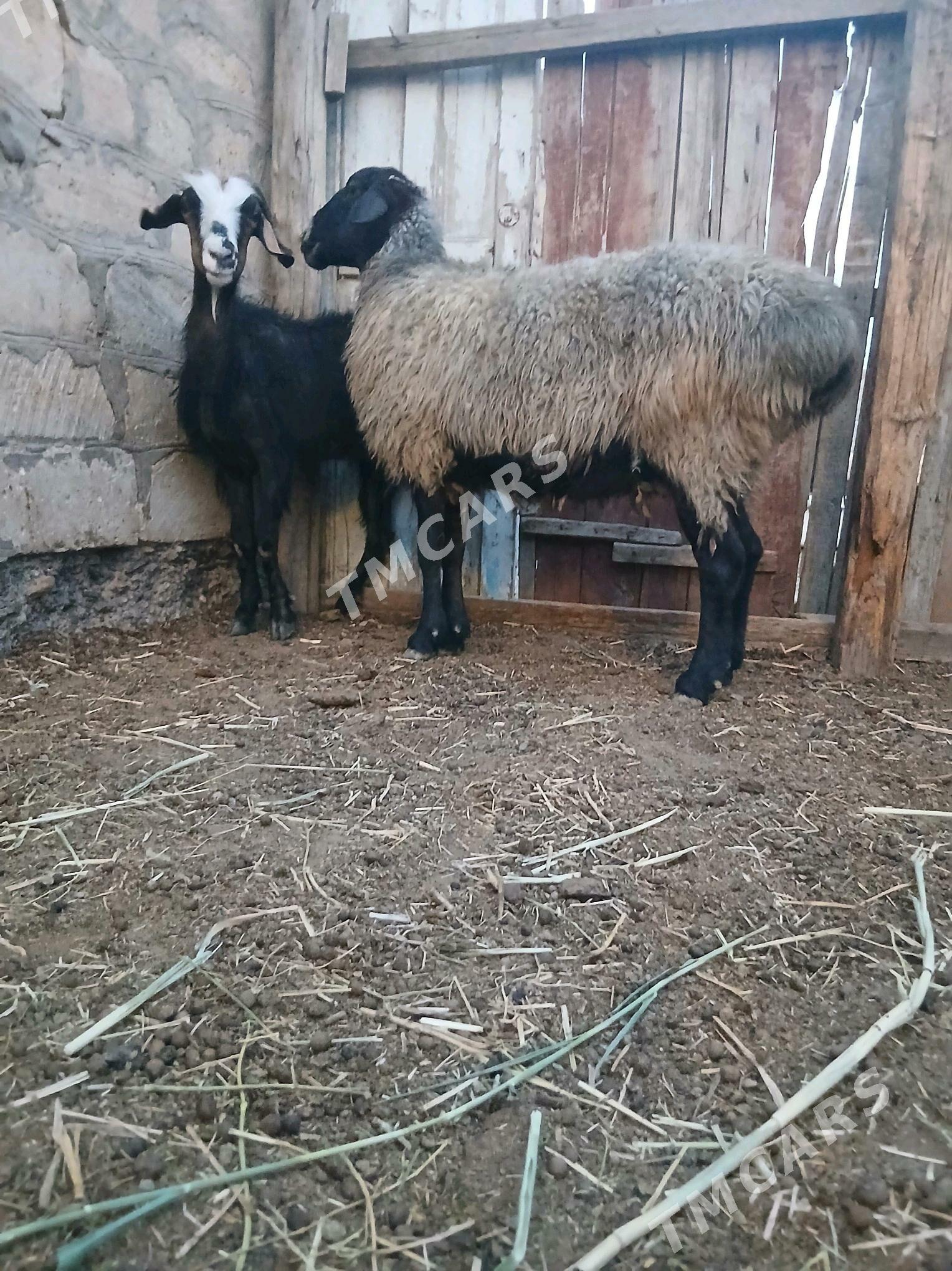 goyyn - Gyzylarbat - img 2