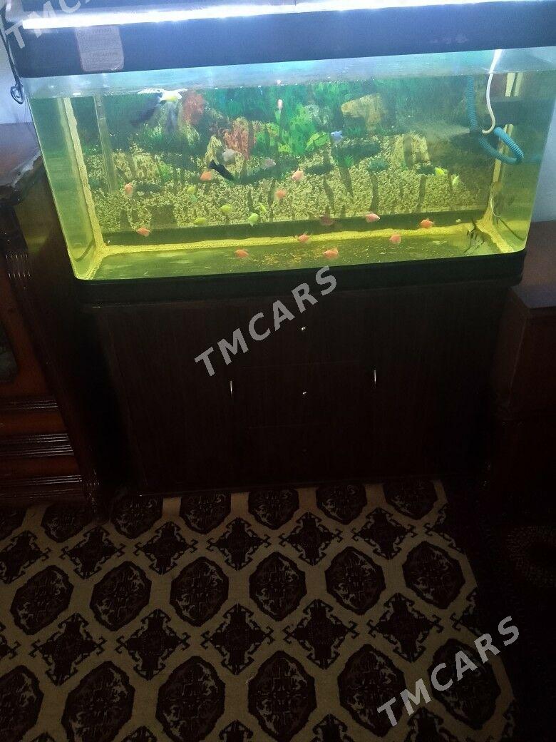akwaryum - Türkmenabat - img 2