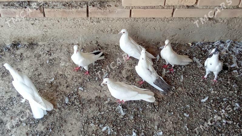 Kepderi - Bereket - img 2