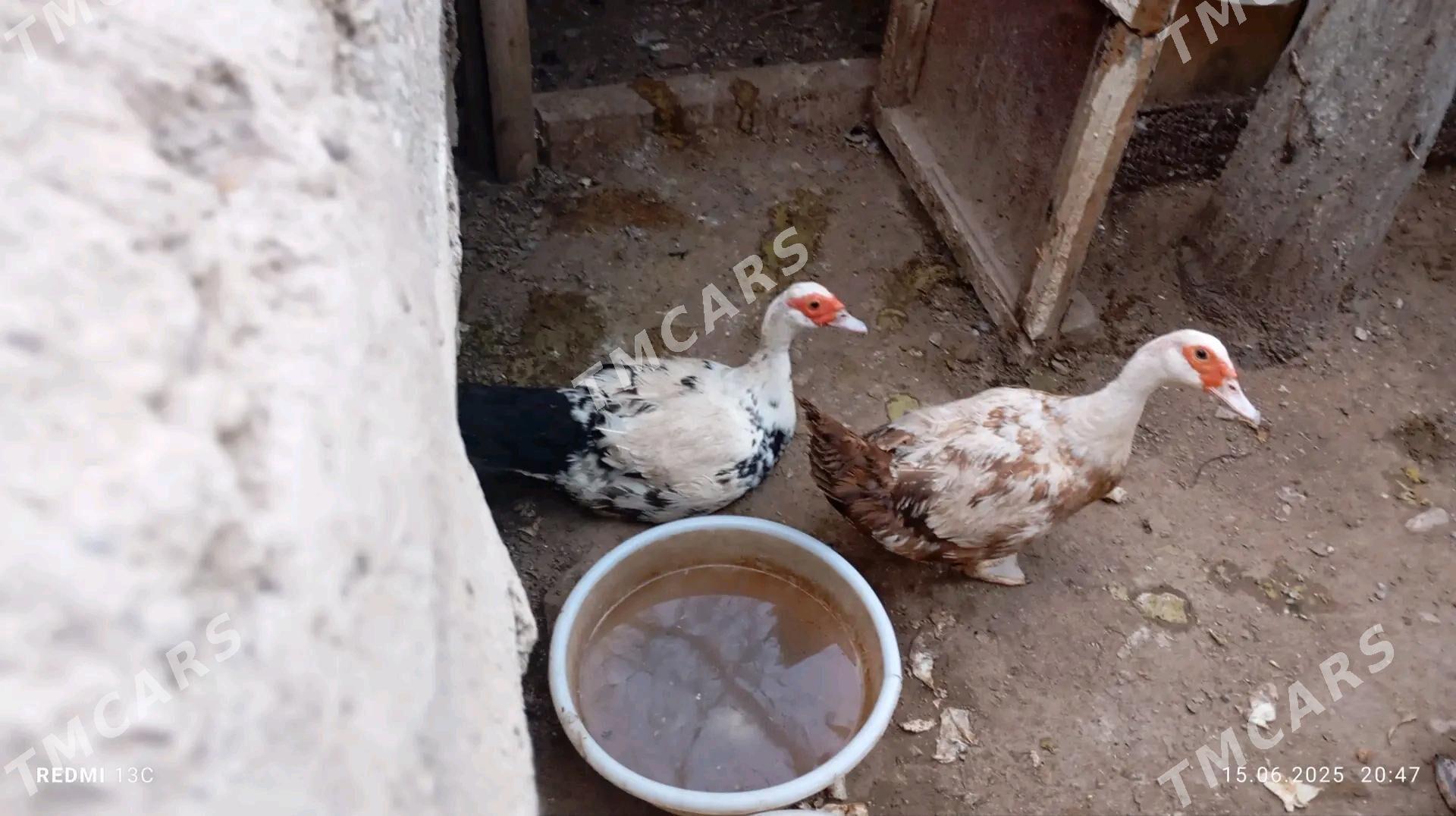 утки - Türkmenbaşy - img 2