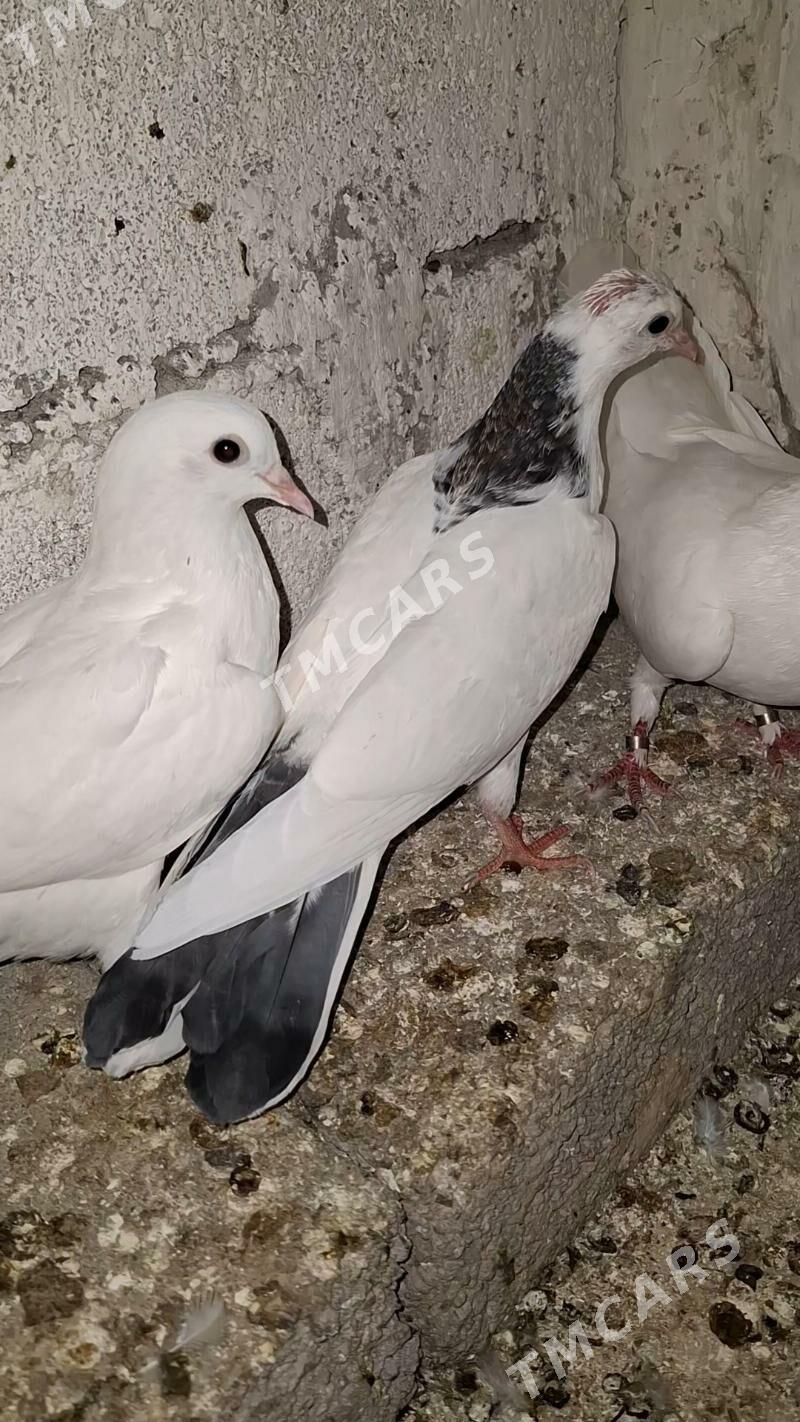 kepderi - 1 mkr - img 2