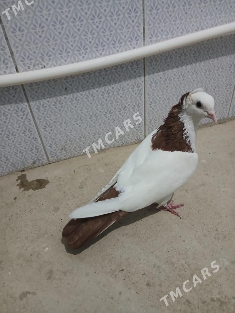 kepderi - Gyzylarbat - img 2