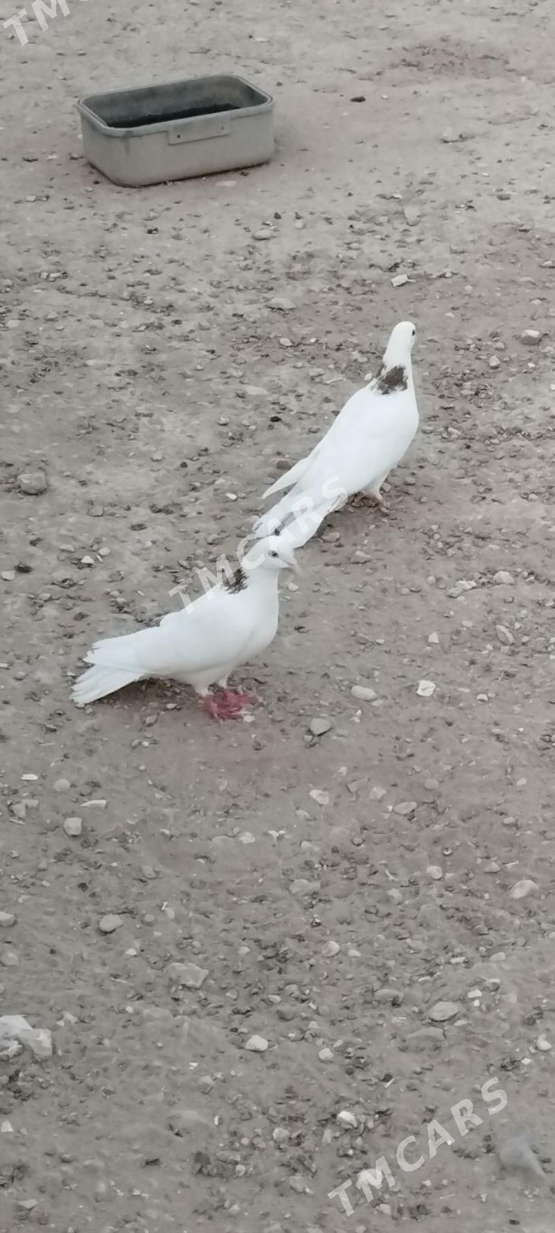 kepderi - Gumdag - img 3