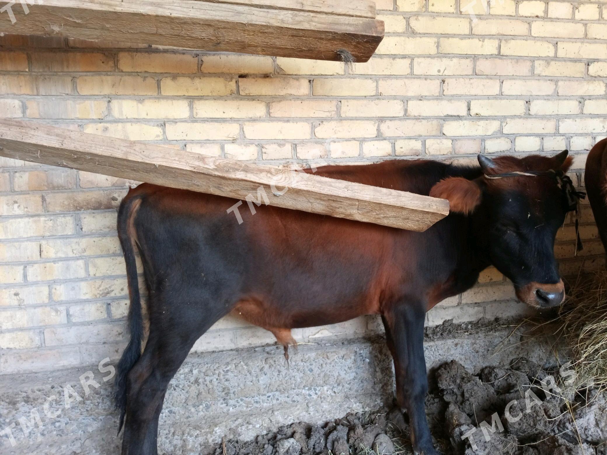 Öküz - Türkmenabat - img 3