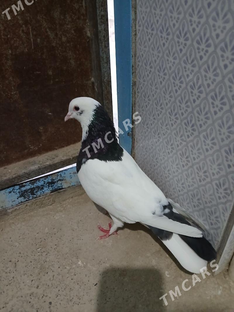 kepderi - Gyzylarbat - img 3