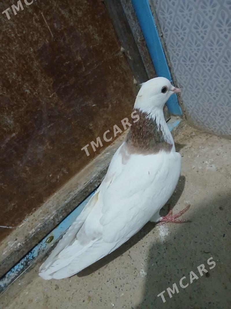kepderi - Gyzylarbat - img 4