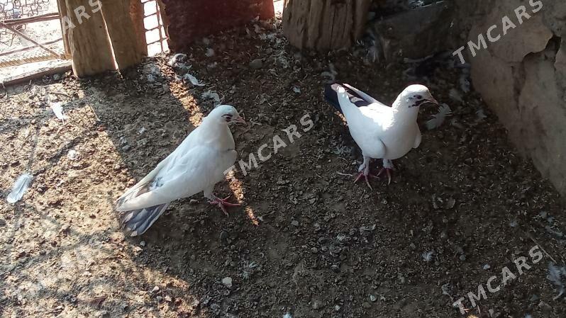 Kepderi - Bereket - img 2