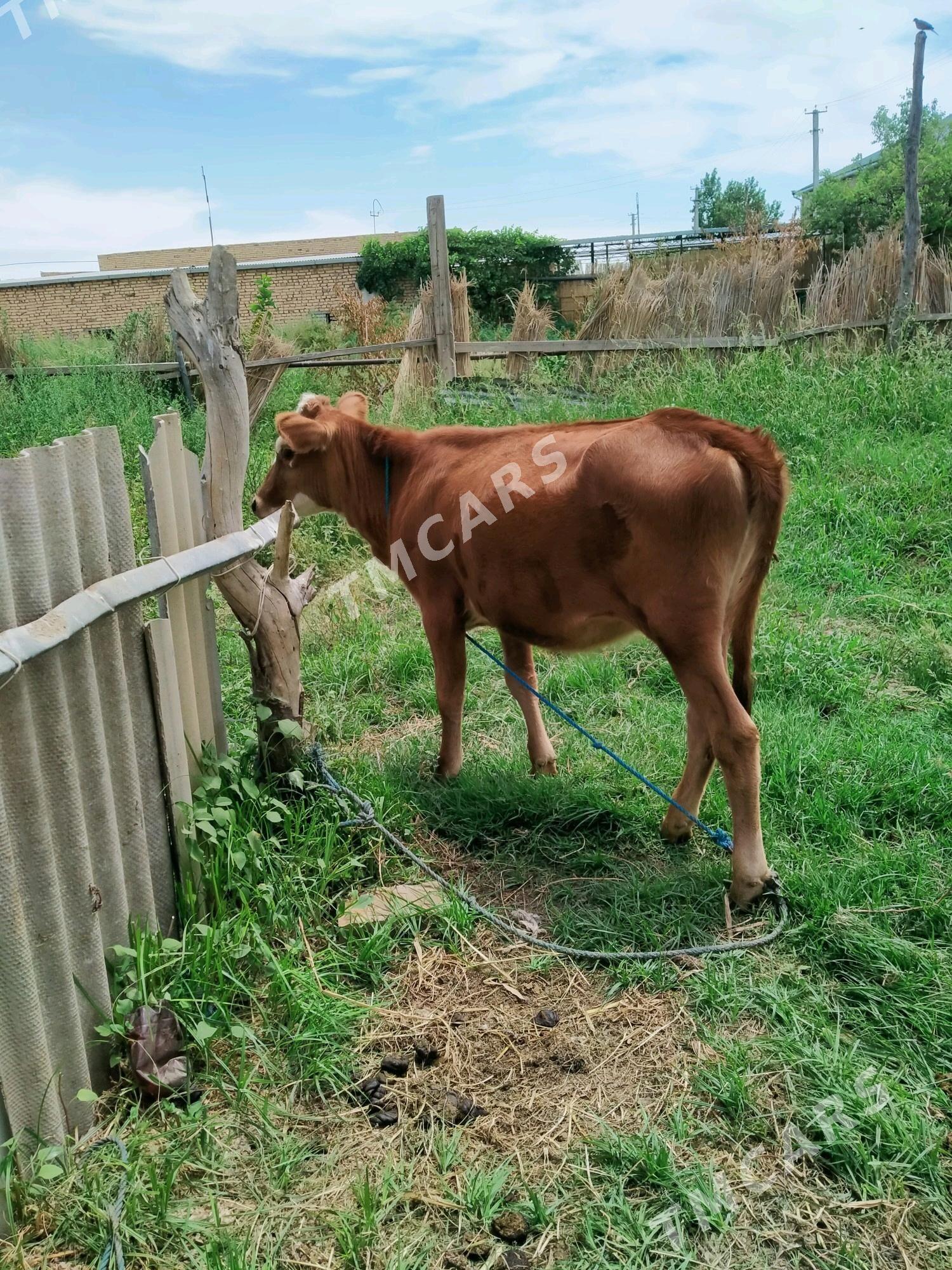 unajyn - Çärjew - img 2