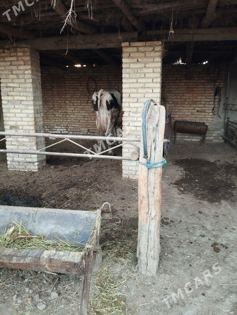 саглык сыгыр - Sakar - img 6