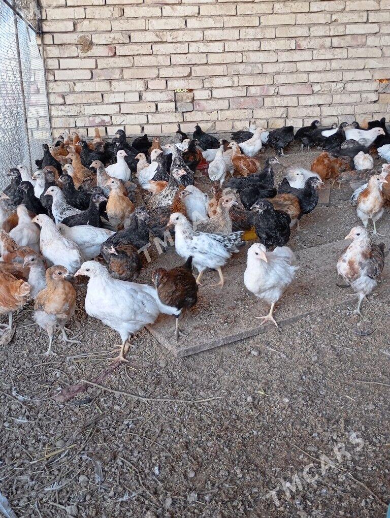 yerli juje - Sakarçäge - img 2
