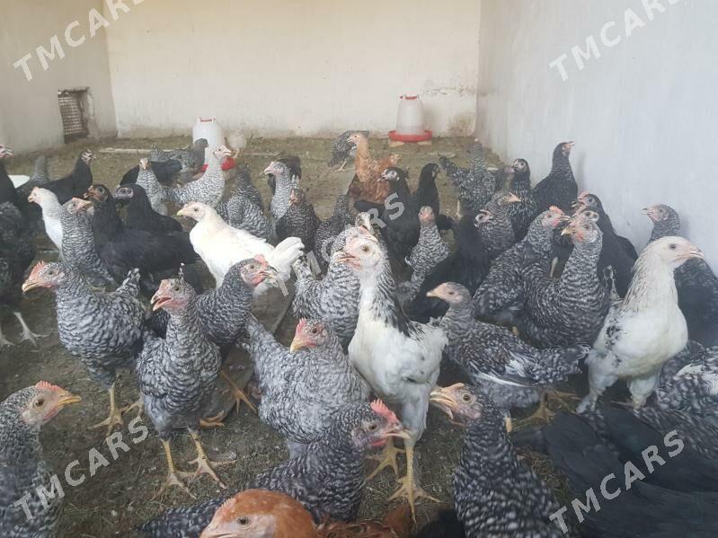 Daminant 4 aylyk jüje, horoz - Büzmeýin GRES - img 3