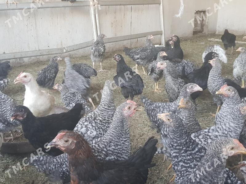 Daminant 4 aylyk jüje, horoz - Büzmeýin GRES - img 2