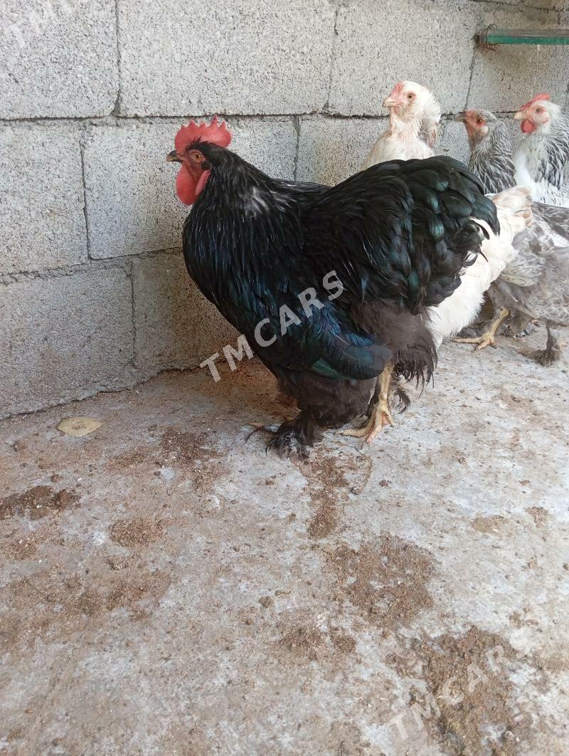 kohihin horaz - Aşgabat - img 2