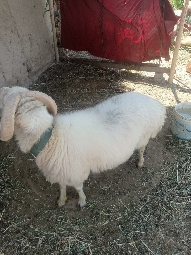 goc - Daşoguz - img 3