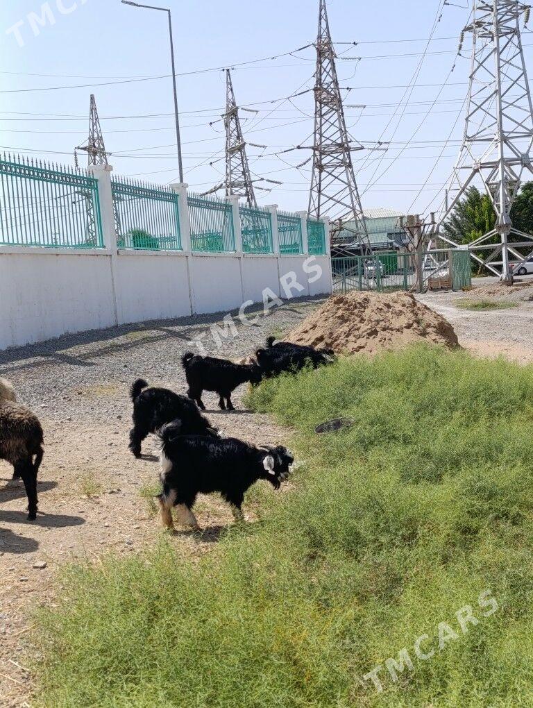 ÇEBİŞ - Hitrowka - img 3