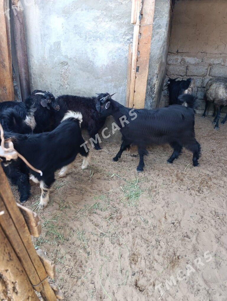 ÇEBİŞ - Hitrowka - img 2