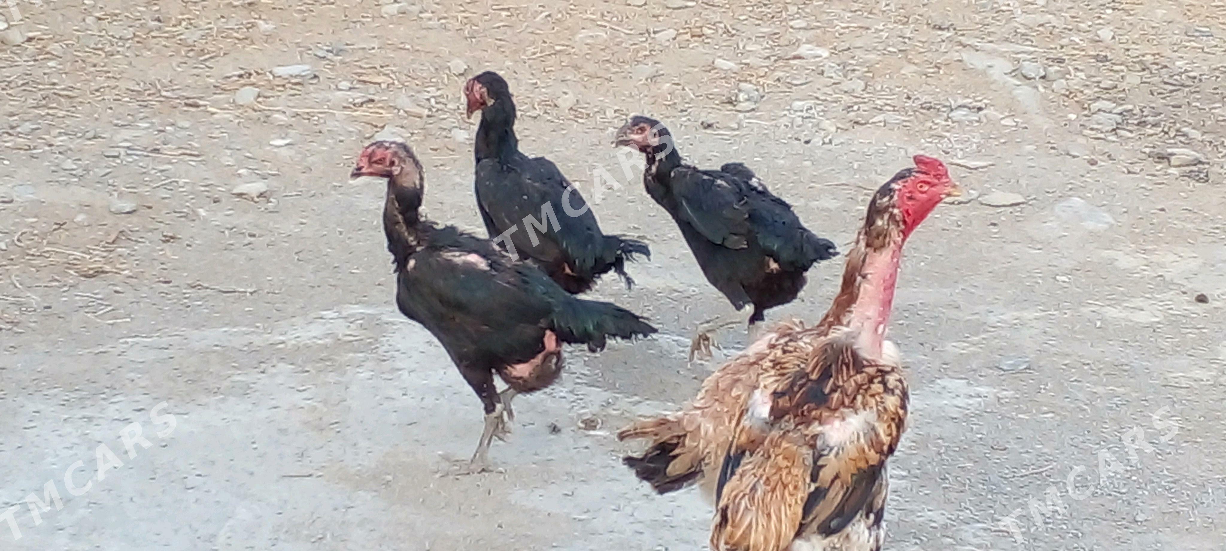 Taşgent towk - Bäherden - img 4