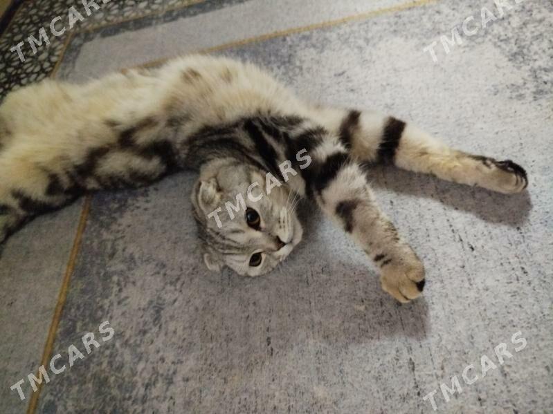 кот - Türkmenabat - img 2