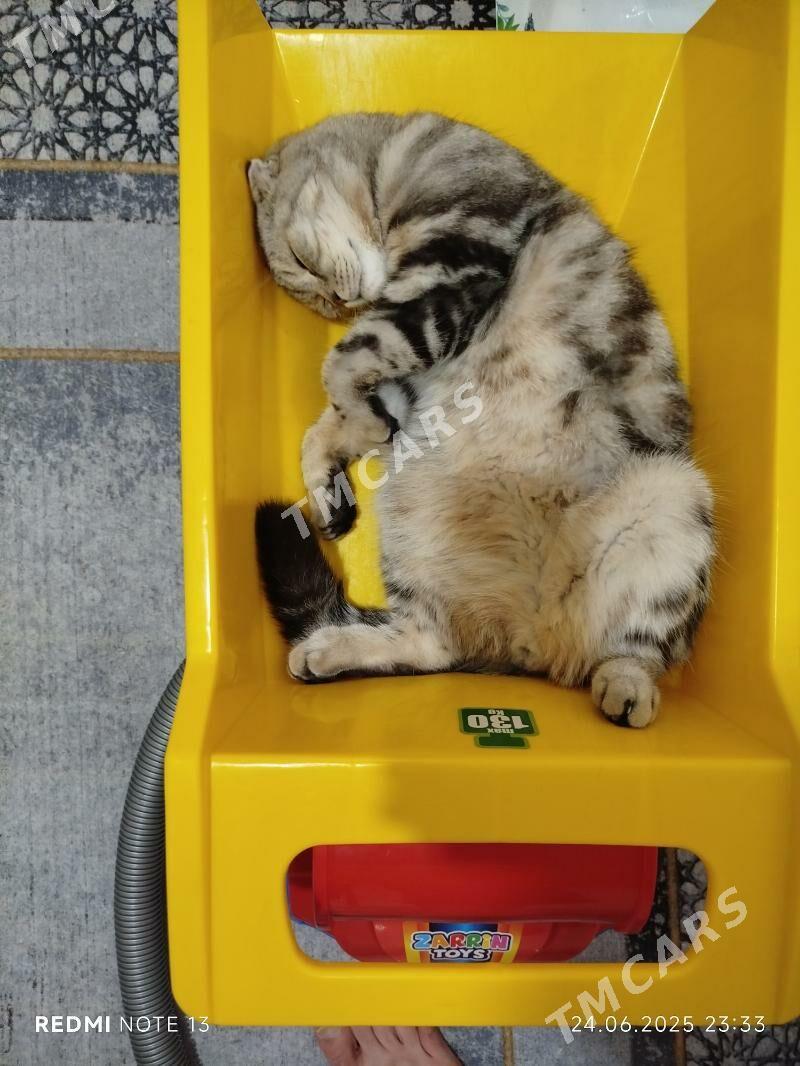 кот - Türkmenabat - img 3