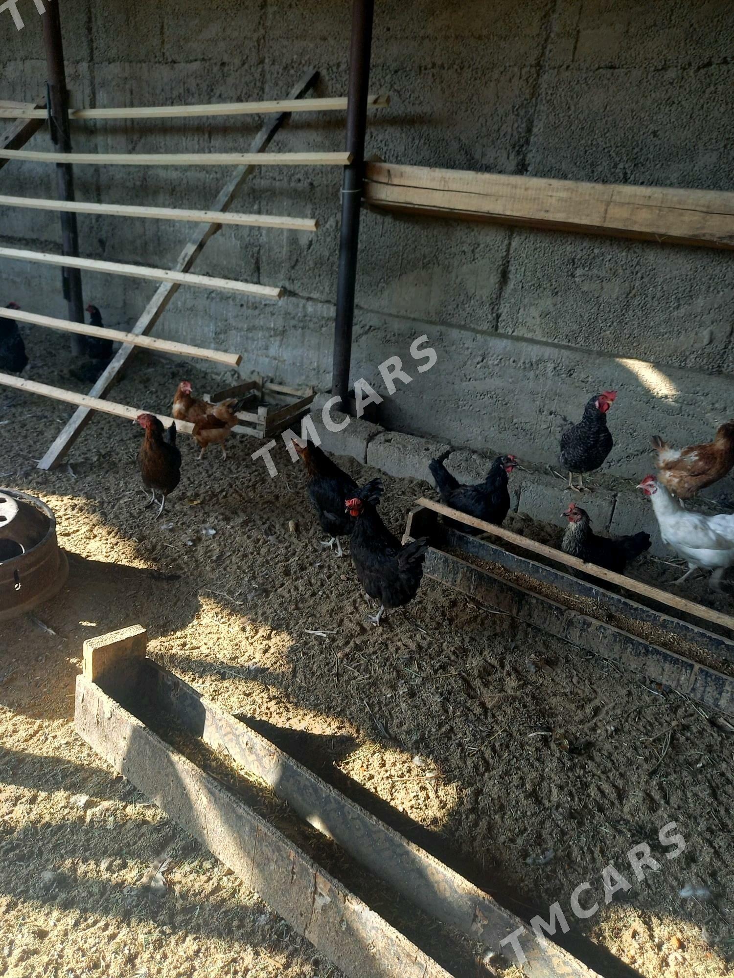 ataks towuklar - Gökje - img 2