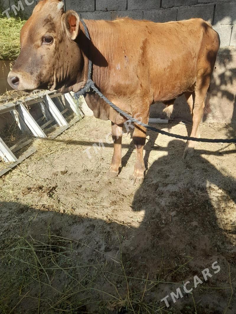 okuz - Ýanbaş - img 3