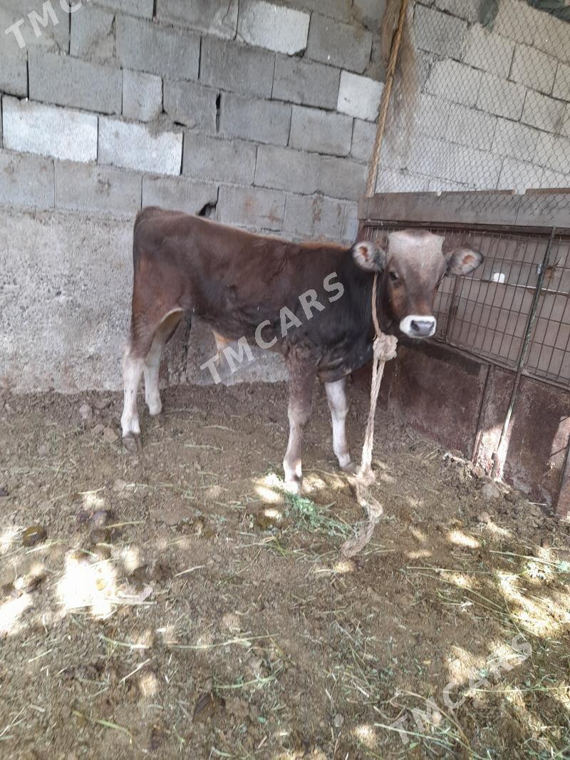 okuz - Ýanbaş - img 2