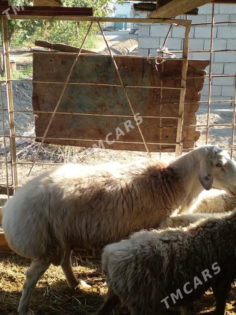 owgan goç - Gökje - img 3