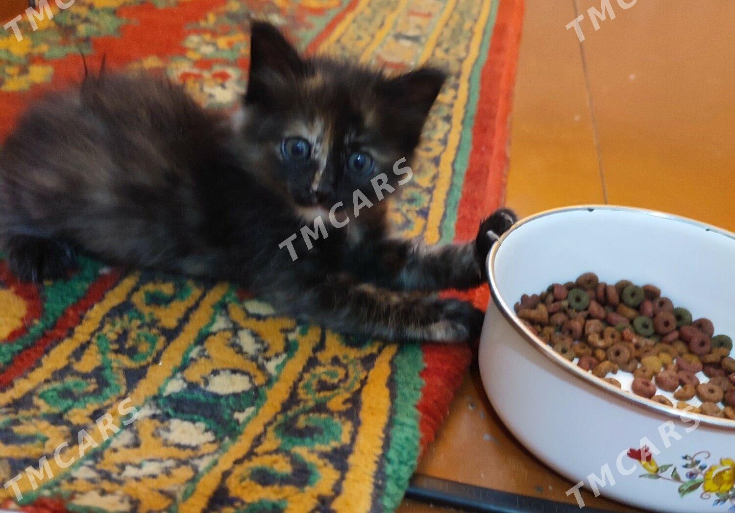 котята - Türkmenabat - img 4