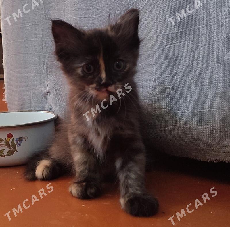 котята - Türkmenabat - img 5