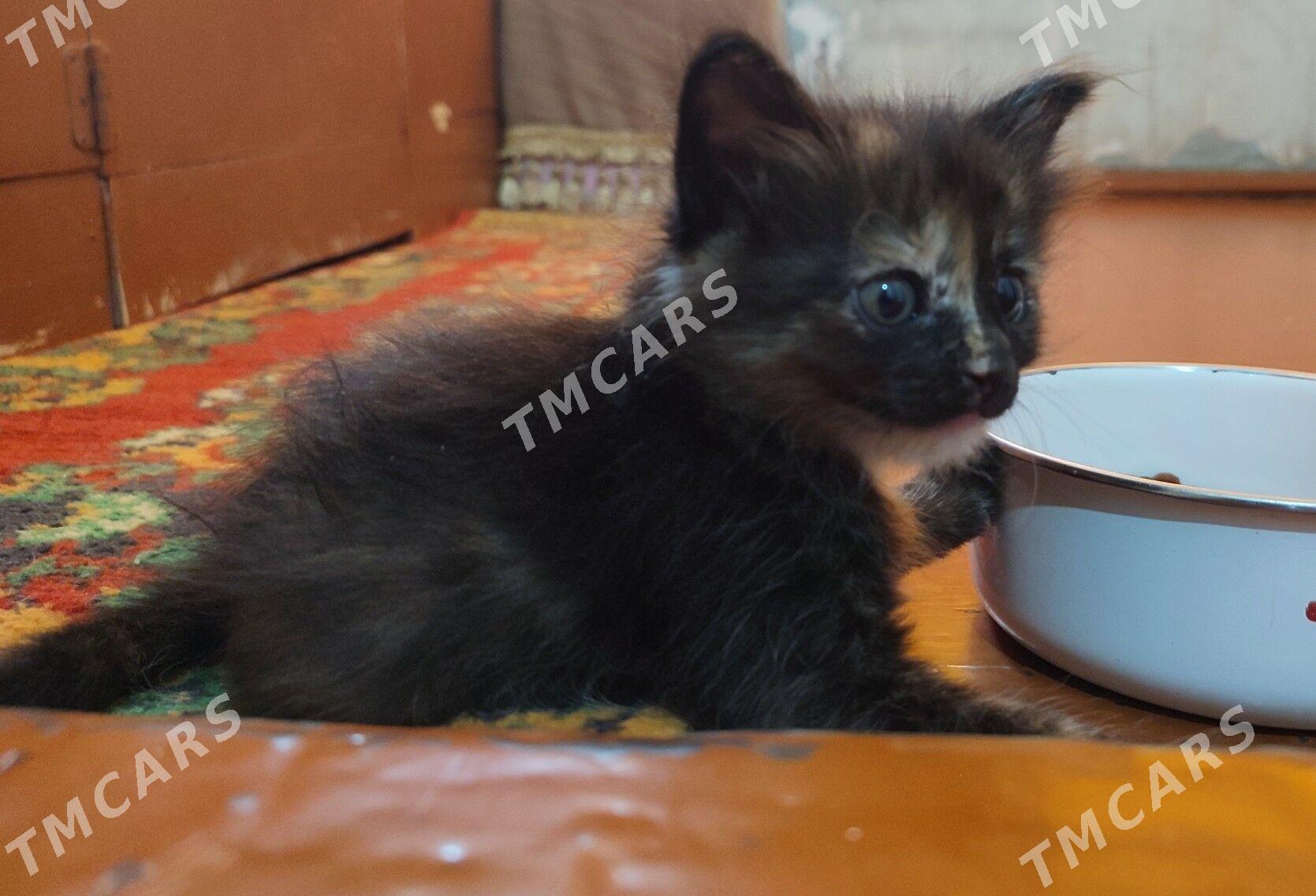 котята - Türkmenabat - img 2